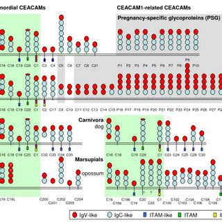 Domain organization of mammalian carcinoembryonic antigen (CEA) family ...