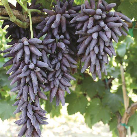 Witch Fingers Grapes Fruit Garden Fruit Edible Garden