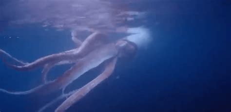 Watch Japanese Divers Have Close Encounter With Giant Squid Marine