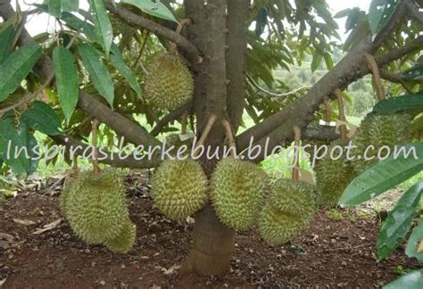 Gaya Terbaru 35 Cara Menanam Durian Cepat Berbuah