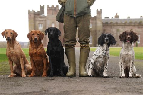 How To Train Your Dog Like A Gun Dog With Mordor Gundogs