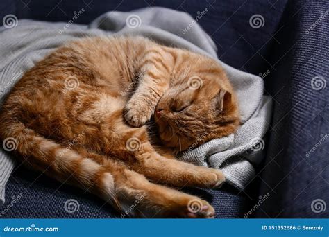 Cute Scottish Fold Cat Sleeping at Home Stock Photo - Image of color ...