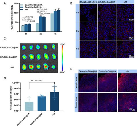 A Quantitative And B Qualitative Cellular Uptake Of T Cells In