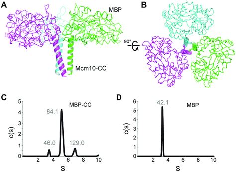 Trimerization Of MBP CC A B Crystal Structure Of The MBP CC