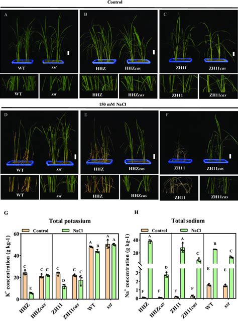 Phenotypes Of WT Mutant Sst HHZ HHZcas ZH11 And ZH11cas Rice