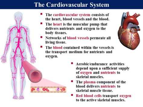 PE_A_Cardiovascular - 1 (Cardiovascular System & Heart Structure / Function) | Teaching Resources