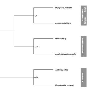 Phylogenetic Relationships According To The Naked Coral Hypothesis