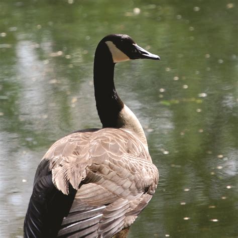 Branta canadensis · Earth@Home: Biodiversity