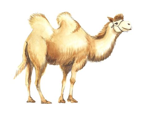 A Large Beautiful Bactrian Camel In Profile Thick Sandy Fur Hand