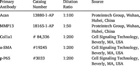 Primary Antibodies For If Cell Staining Download Scientific Diagram