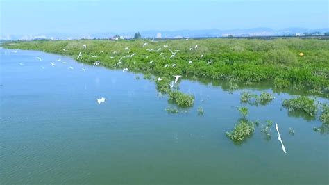 生态海湾城市，人与自然和谐共生 壮美答卷·防城港新闻频道广西网络广播电视台