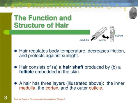 Ppt Chapter The Study Of Hair Powerpoint Presentation Id