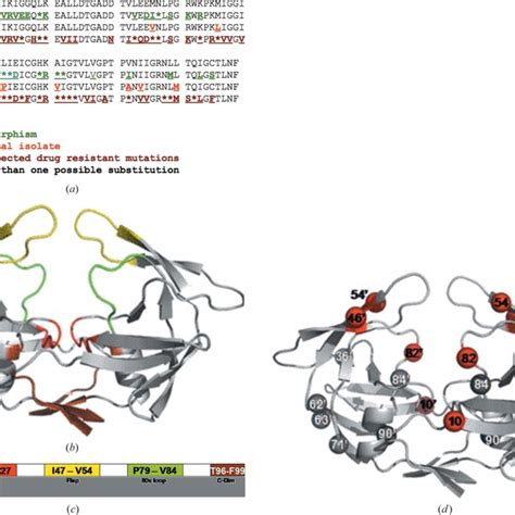 Crystal Structure Of The Mdr A F Hiv Protease Shown Here Are The