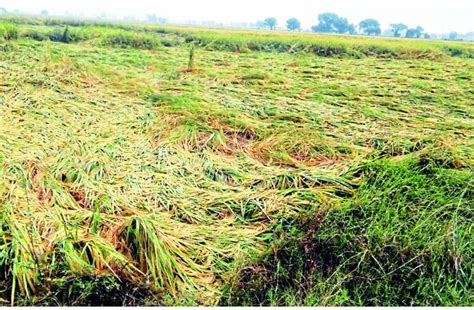 Rainfall Hailstorm Damage Crops In Cg Pay Compensation To Cg Farmers