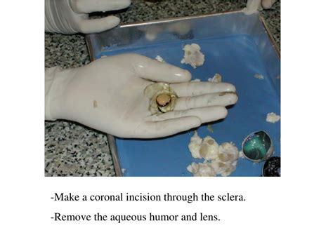 Ppt Cow Eye Dissection Powerpoint Presentation Free Download Id