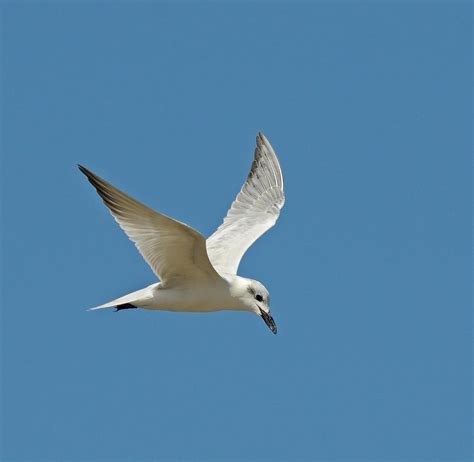 BirdsEye Photography: Review Photos