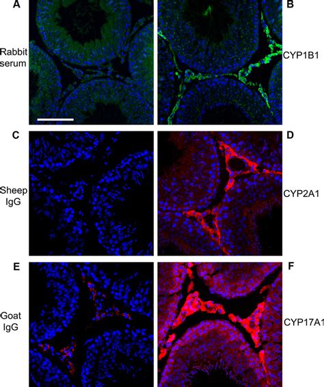 Representative Immunofluorescence Stained Cryosections Prepared From