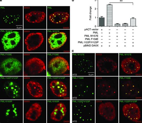 Immuno Co Localizations Of Pml And Partner Proteins A Immuno