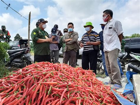 Panen Cabai Dirjen Hortikultura Pastikan Pasokan Cabai Aman