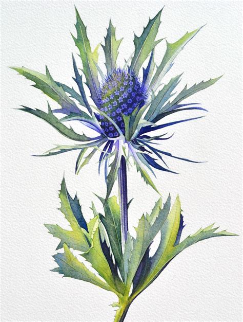 Cheryl Wilbraham Thistles Art Thistle Painting Floral Watercolor