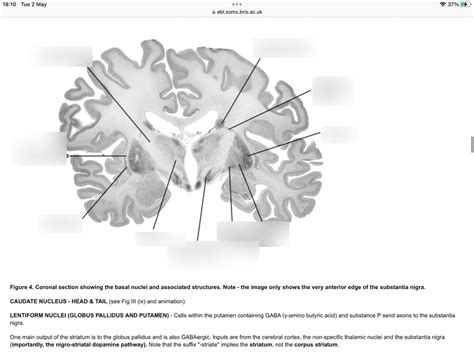 Basal Nuclei Diagram Quizlet