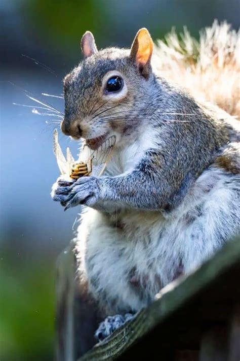 Do Squirrels Really Eat Cicadas How Do Squirrels Catch Cicadas