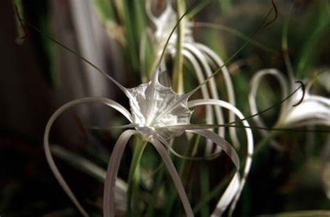 Hymenocallis Kv Tiny Nebo Pavou Lilie Fotografie Popis Jak Zasadit