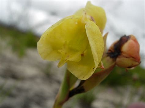 African Plants A Photo Guide Pterygodium Catholicum L Sw