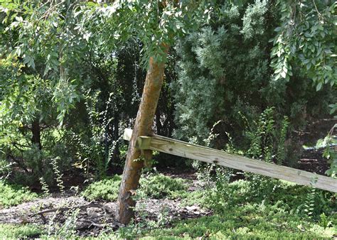 Pruning Helps Trees Shrubs Heal From Weather Damage Mississippi