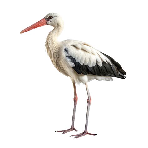 AI Generated Stork Clip Art 39833782 PNG