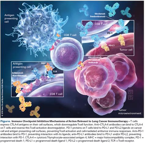 Using Immune Checkpoint Inhibitors In Lung Cancer