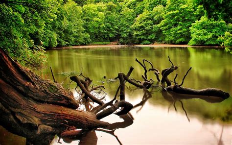 Fond d écran des arbres forêt Lac eau la nature réflexion