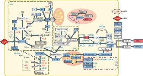 In Utero Exposures To Perfluoroalkyl Substances And The Human Fetal