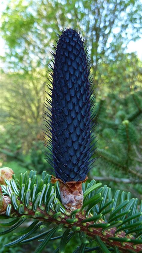 Abies Delavayi Trees And Shrubs Online