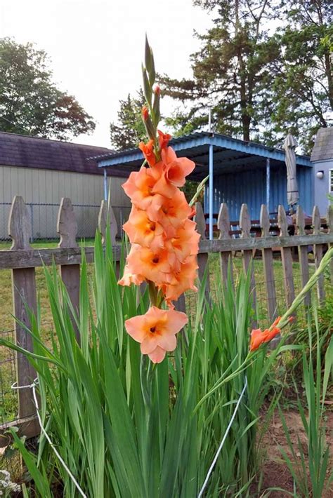 How To Plant And Grow Gladiolus Flowers Gardeners Path