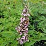 Vitex Agnus Castus Pink Pinnacle C L Tous Les Arbustes