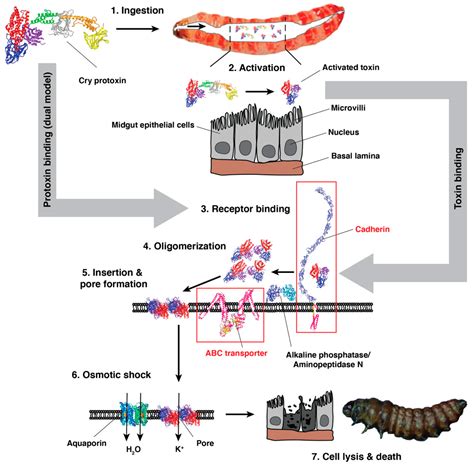 Molecular Genetic Basis of Lab- and Field-Selected Bt Resistance in