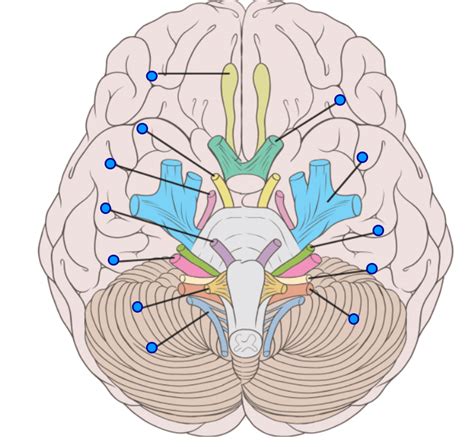 Cranial Nerves Diagram Quizlet