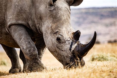 Project Puts Radioactive Pellets Into Rhino Horns To Deter Poaching