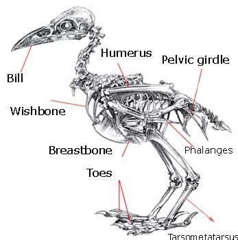 「Bird anatomy」のアイデア 62 件【2021】 | 鳥 骨格, 動物, 動物解剖学