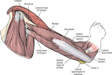 The Humerus - TeachMe Orthopedics