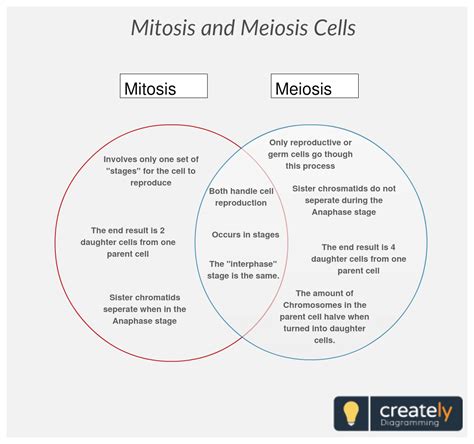 Meiosis Vs Mitosis Venn Diagram