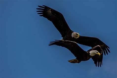 Bald Eagles In Flight Photograph by John Ball - Fine Art America