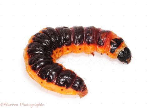 Goat moth caterpillar photo WP26143