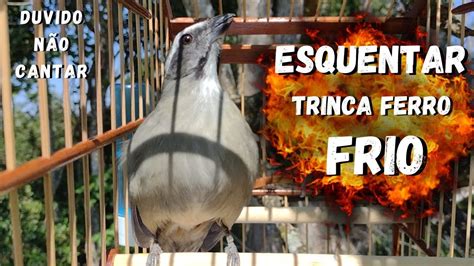 ESQUENTAR TRINCA FERRO FRIO faça o teste trinca ferro no mato