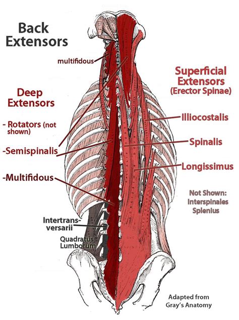 Multifidus Muscle Anatomy Anatomy Yoga Anatomy