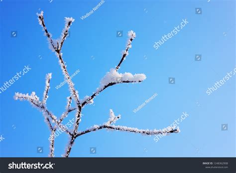 Naked Branches Bushes Trees Winter Note Stock Photo 1248362908 Shutterstock