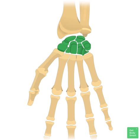 Carpal bones: Anatomy, mnemonic, labeled diagram | GetBodySmart