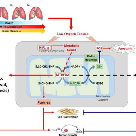 A Schematic Pathway Of Mthfd Mediated Reprogramming Leading To