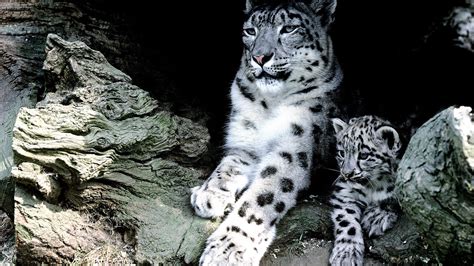 Why Snow Leopards Are Endangered Danger Choices